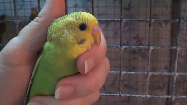 Обзор птиц, кто из птенцов остался, неприятность с птенцом кореллы смотреть онлайн