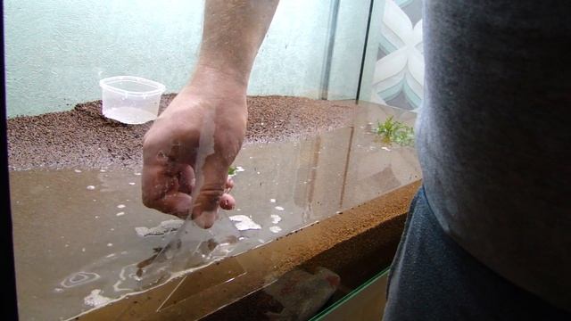 Засыпал грунт, посадил растения и наполнил водой смотреть онлайн