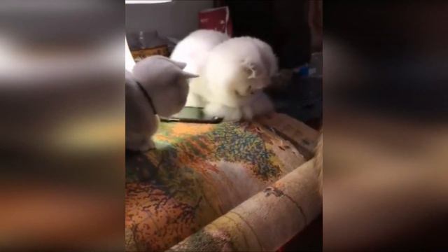 КОШКИ 2020 | ПРИКОЛЫ С КОШКАМИ | СМЕШНЫЕ ЖИВОТНЫЕ 2020 | Смешные Коты 2020 | Funny Cats and Dogs