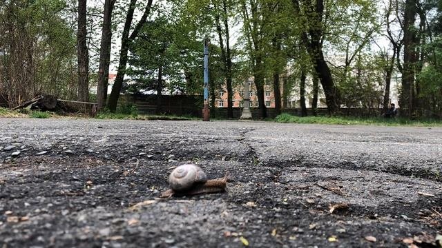 Решил заснять улитку