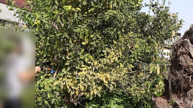 Pruning my Mandarin tree (Citrus reticulata) before it blossoms смотреть онлайн