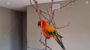 Веселые попугаи и веселый попугай Чик / Смешные Видео