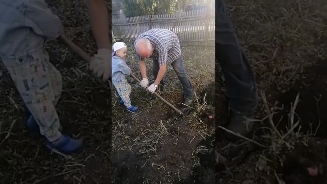 Трёхлетка с дедом учится копать картошку
