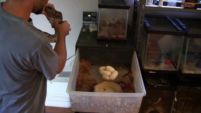 UPDATE: Never Ending Herping: My Snake Collection: S1E2 Part 2: Ball Python Eggs! смотреть онлайн
