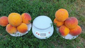 ПЕРСИК ТВАРД ТАРДИВ Т-2