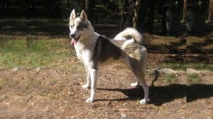 "Натаска лайки по лесной птице" "Лайка и её натаска" Белоусов В.И