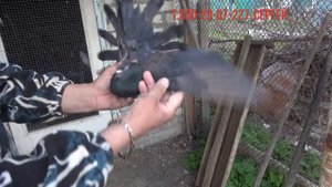 Продам голубей.  Кировоградские голуби.