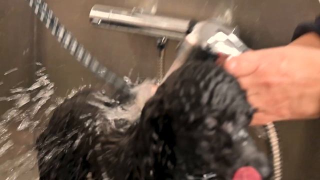 Efficient & Low-Maintenance: Quick Poodle Grooming Session смотреть онлайн