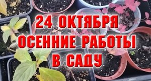 24 октября. Осенние работы в саду.mp4