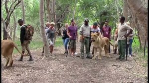 Незабываемая Прогулка со львами на Маврикии!!! TouriSTories.com