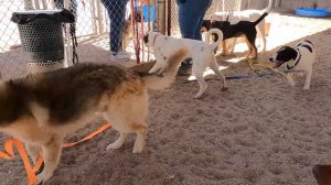 Dog TV Daycare #1