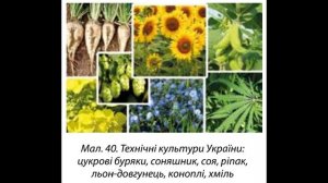 Географія, 9-ий клас (С.Г.Кобернік, Р.Р.Коваленко). Розділ 2. Тема 1. § 12. Рослинництво України.