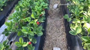 Клубника Альба. Ранний сорт с красивой и крупной ягодой. Май 2020г.