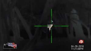 Whitetail deer in my backyard.. ATN Thor HD 384 4.5-18x