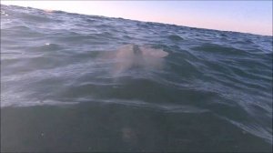 Сочи, море, корнерот. Повезло, что не задел эту жгучую медузу, пока плавал