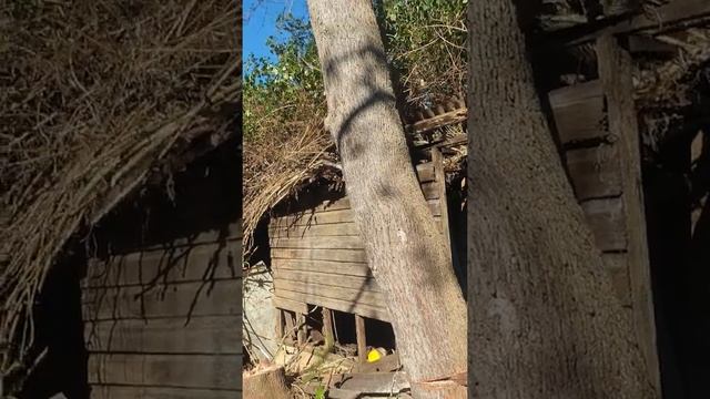 Felling an Australian Silky Oak (Grevillea robusta)