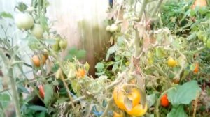 томат медовая капля