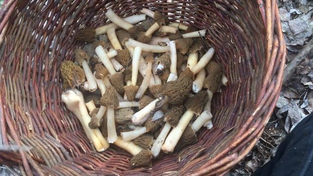 Столько я ещё не видел! Сморчковая шапочка в апреле. смотреть онлайн