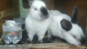 Нужен ли свет кроликам?/Дом в Сибири