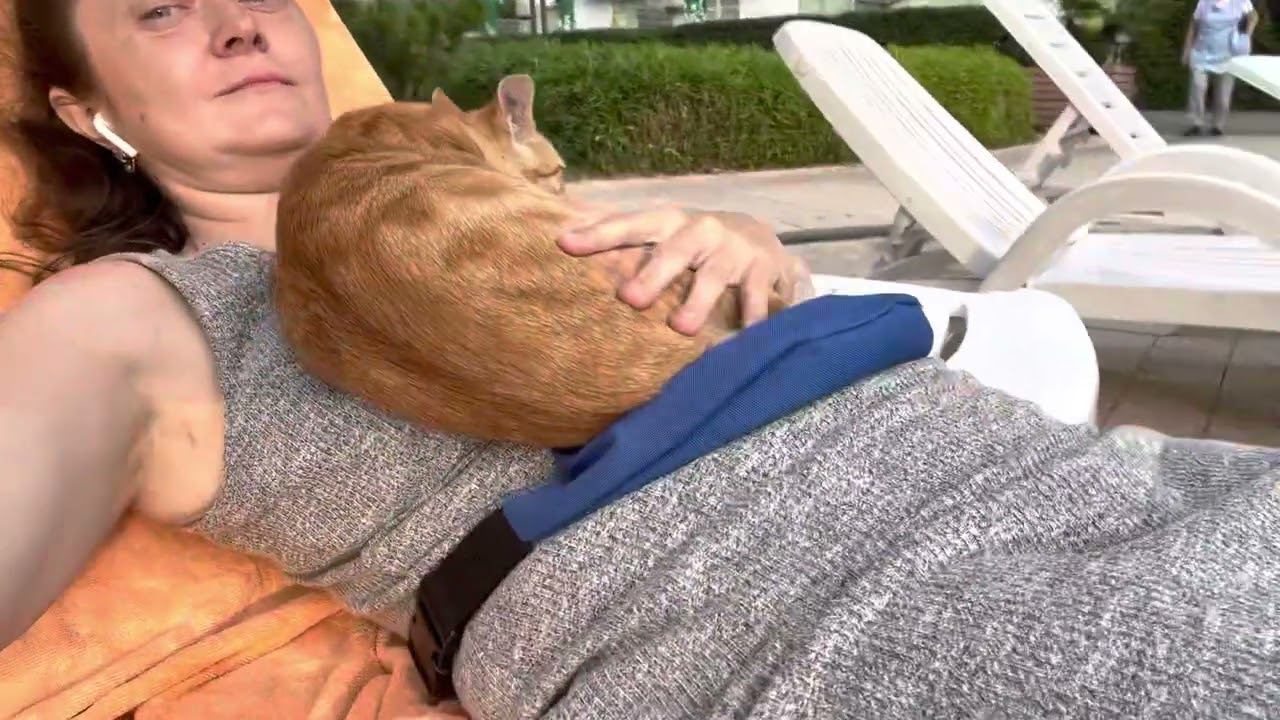 Котейка отдыхает