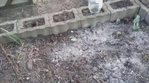 Посадки и луна. Когда что сажать.