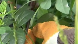 Как обеззаразить грядки осенью?