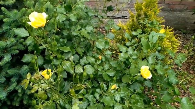 Роза "Хандзештак росток", цветение. Май 2021. смотреть онлайн