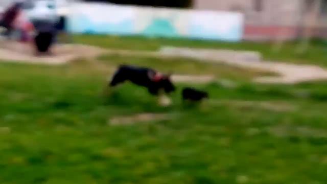 Старое видео. Собака гоняет той-терьера смотреть онлайн