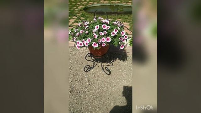 🤦🤦петунии без формировки🌹🌹 эксперимент 2020. Вегетативки спустя 2 недели после высадки в кашпо смотреть онлайн