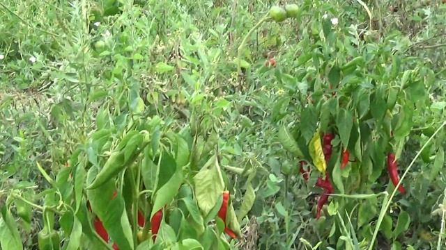 влог, болталки о насущном, огород и разное, коля оля шаповаловы