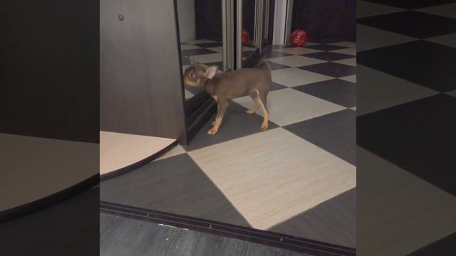 Той-терьер щенок девочка смотреть онлайн