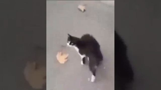 смешной кот