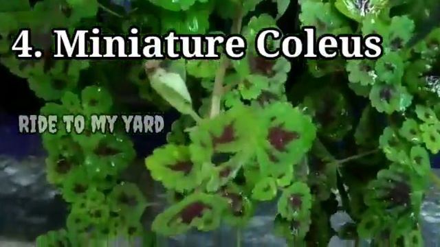 Hanging plants Part 2 | 10varieties of Hanging plants with  names| My collection | Ride to my yard🌿
