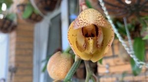 Орхидея Acineta цветение Асинета Гумбольдта