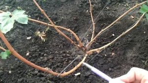 ? Обрезка ВИНОГРАДА на ОБРАТНЫЙ рост. КАК обрезать 3х летний куст после короткой обрезки.