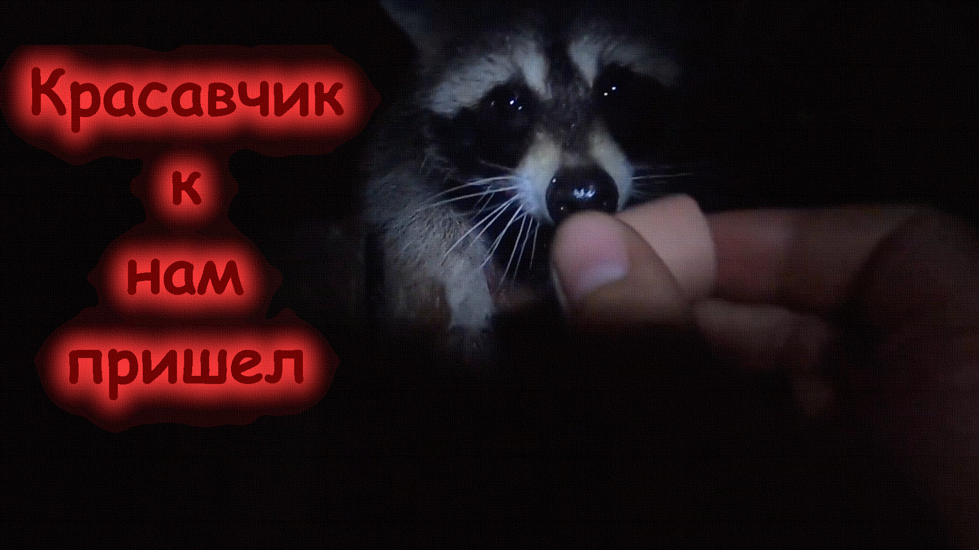 Ночной Гость (кормим енота)