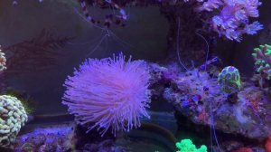 Креветка боксёр | Морской аквариум