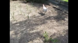 Курица против змеи.