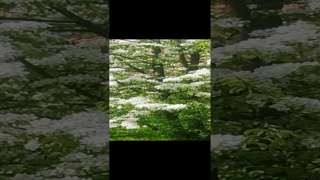 Красота цветущих деревьев