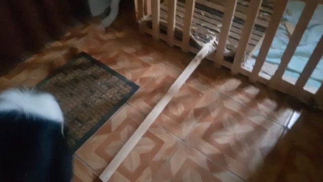 🤔Самые крепкие зубы у Бордер колли/ Шалости щенка🐾/ Strongest Border Collie Teeth / Puppy Pranks / смотреть онлайн