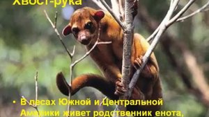 Зачем животным нужны хвосты.AVI
