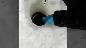 ловля карпа