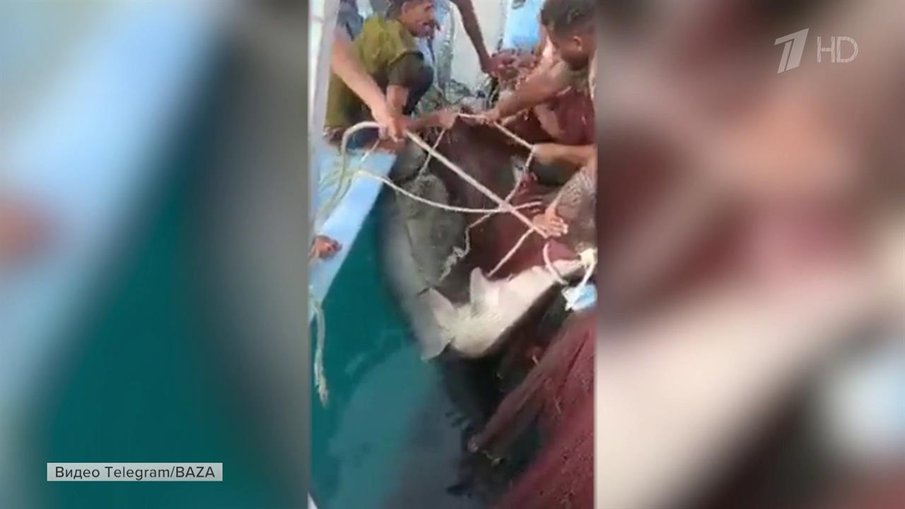 В египетской Хургаде в считанных метрах от берега акула напала на человека