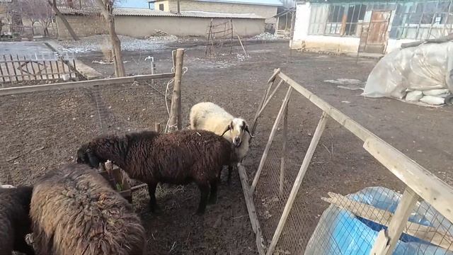 Гидропоника #2. #гидропоника#корм смотреть онлайн