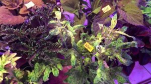 Мои новинки Колеусов! #колеусы#продажа#срезы#новосибирск#наташаХорошунова#колеусы#сибирь#