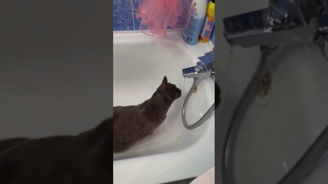 Водные процедуры. Домашние питомцы.#животныймир #приколы смотреть онлайн