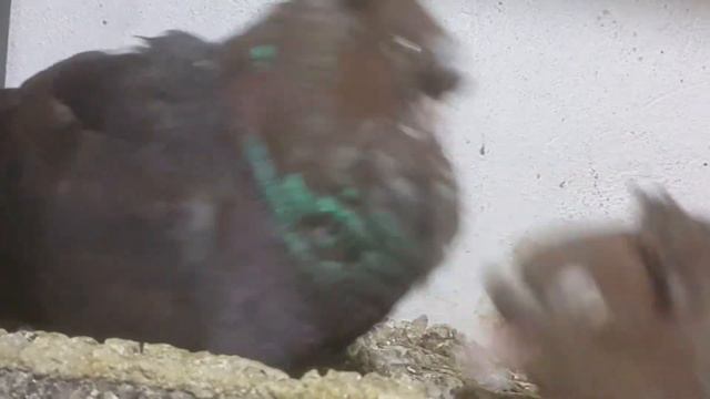 Паламарски vs Байбурт 06 смотреть онлайн