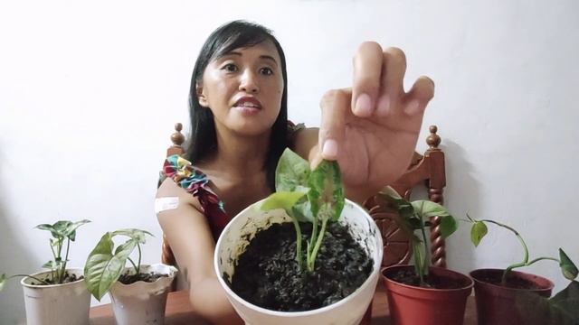 SYNGONIUM VARIETIES PLANT HAUL WITH NAMES AND PRICE SOLD ONLINE смотреть онлайн