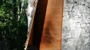 Сибирь как и когда можно снять Бересту с берёзы.