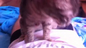 Кот делает тайский массаж 2015г